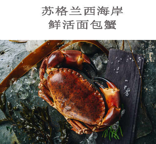 英國蘇格蘭西海岸鮮活面包蟹（公/母）